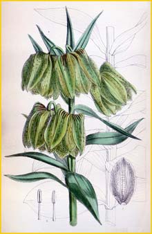   ( Fritillaria pallidiflora ) Curtis's Botanical Magazine