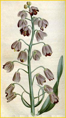   .  ( Fritillaria persica ssp. theresia ) Curtis's Botanical Magazine 1813