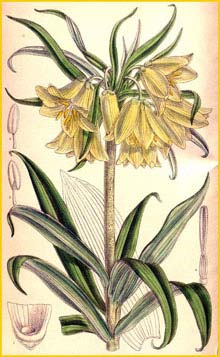    (Fritillaria raddeana ) Curtis's Botanical Magazine 1902