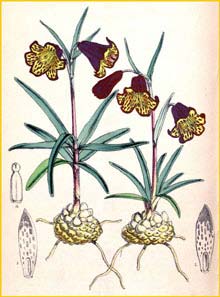   ( Fritillaria recurva ) Curtis's Botanical Magazine 