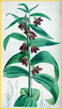   ( Fritillaria sewerzowii ) Curtis's Botanical Magazine 