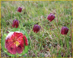   /   ( Fritillaria meleagroides / minor ),    