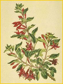   ( Fuchsia lycioides ) Curtis's Botanical Magazine