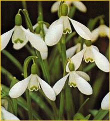   'S.Arnott' ( Galanthus hybridus 'S.Arnott' )