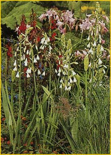   ( Galtonia candicans / Hyacinthus candicans )