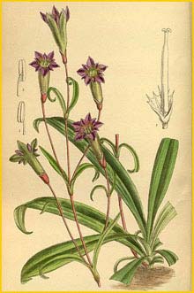    ( Gentiana gracilipes ) Curtis's Botanical Magazine 1915