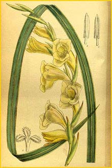  ( Gladiolus masoniorum ) Curtis's Botanical Magazine 1914