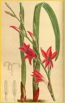   ( Gladiolus melleri ) Curtis's Botanical Magazine 1915