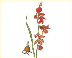   ( Gladiolus  palustris ),    