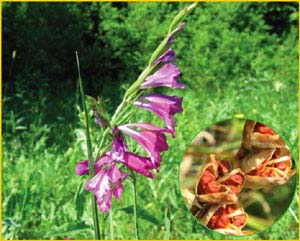   ( Gladiolus  tenuis ),    