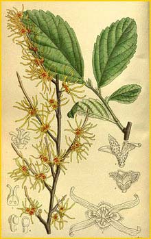   ( amamelis vernalis ) Curtis's Botanical Magazine 1914