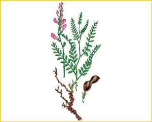    ( Hedysarum cretaceum ),    