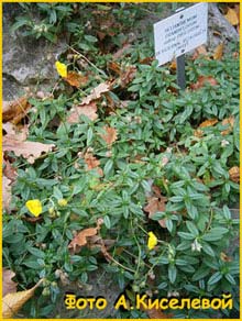   .  ( Helianthemum grandiflorum ssp. obscurum )