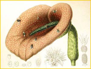    ( elicodiceros muscivorus ) by Lemaire