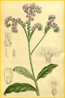   ( eliotropium anchusaefolium ) Curtis's Botanical Magazine 1913