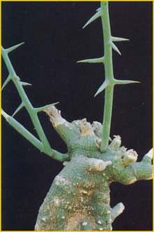   ( Adenia globosa )