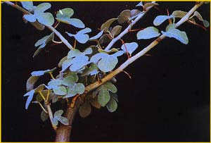   ( Adenia spinosa )