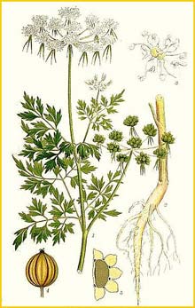   /   ( Aethusa cynapium ) Bilder ur Nordens Flora (1901-1905) by Carl Lindman