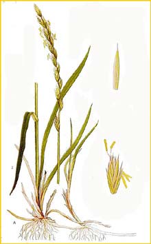   ( Agropyrum repens ) Bilder ur Nordens Flora (1901-1905) by Carl Lindman