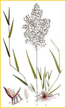   ( Agrostis tenuis ) Bilder ur Nordens Flora (1901-1905) by Carl Lindman
