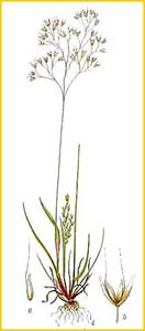   ( Aira caryophyllea ) Bilder ur Nordens Flora (1901-1905) by Carl Lindman