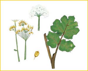   ( Heracleum pubescens ),    