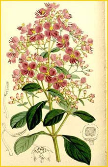   ( Heterocentron mexicanum ) Curtis's Botanical Magazine 1861