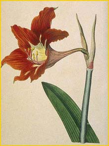   ( Hippeastrum puniceum ) Curtis's Botanical Magazine