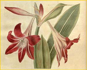  ( ippeastrum reticulatum var. striatifolium ) Curtis's Botanical Magazine