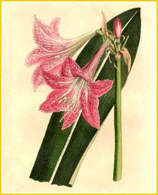    ( ippeastrum striatum ) Curtis's Botanical Magazine