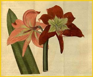    ( ippeastrum striatum ) Curtis's Botanical Magazine
