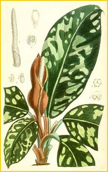    ( Homalomena  / Curmeria wallisii ) Curtis's Botanical Magazine