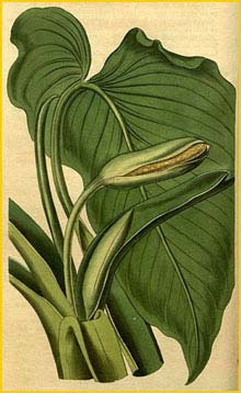    ( Homalomena  / Curmeria aromatica ) Curtis's Botanical Magazine