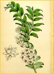   ( Hoya bella ) Curtis's Botanical Magazine 1848