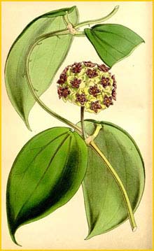   ( Hoya cinnamomifolia ) Curtis's Botanical Magazine 
