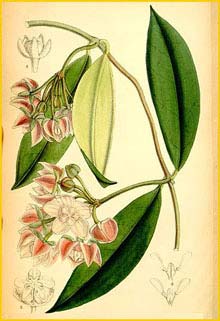   ( Hoya griffithii ) Curtis's Botanical Magazine 