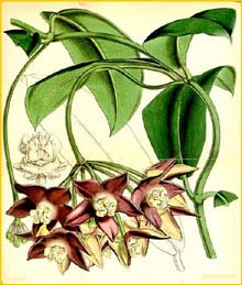   ( Hoya imperialis ) Curtis's Botanical Magazine 