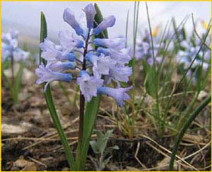    ( Hyacinthella pallasiana ),    