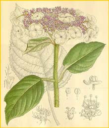   ( ydrangea sargentiana  ) Curtis's Botanical Magazine 1912
