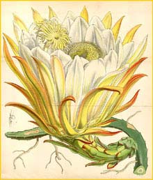    ( Hylocereus monacanthus ) Curtis's Botanical Magazine 1854