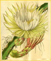    ( Hylocereus trigonus / Cereus napoleonis ) Curtis's Botanical Magazine 1836