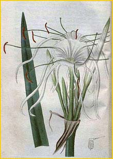   ( Hymenocallis littoralis ) Curtis's Botanical Magazine