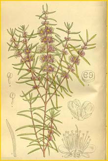   ( Hypocalymma robustum ) Curtis's Botanical Magazine 1912