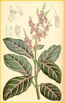  -   ( ypoestes sanguinolenta ) Curtis's Botanical Magazine 1865