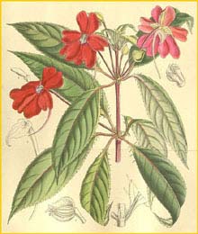   ( Impatiens hawkeri ) Curtis's Botanical Magazine 1909