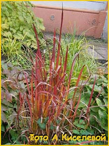   'Red Baron' ( Imperata cylindrica 'Red Baron' ) 