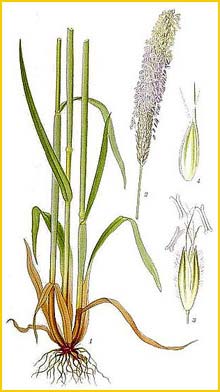   ( Alopecurus pratensis ) Bilder ur Nordens Flora (1901-1905) by Carl Lindman