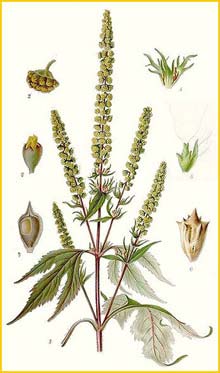   ( Ambrosia trifida ) Bilder ur Nordens Flora (1901-1905) by Carl Lindman