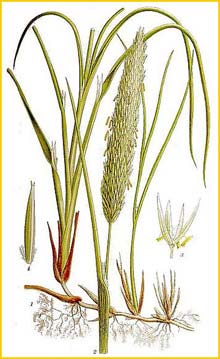  ( Ammophila arenaria ) Bilder ur Nordens Flora (1901-1905) by Carl Lindman