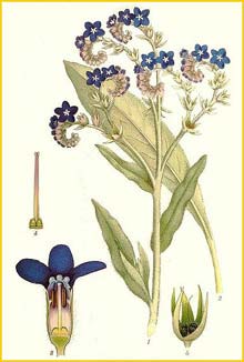   ( Anchusa officinalis ) Bilder ur Nordens Flora (1901-1905) by Carl Lindman